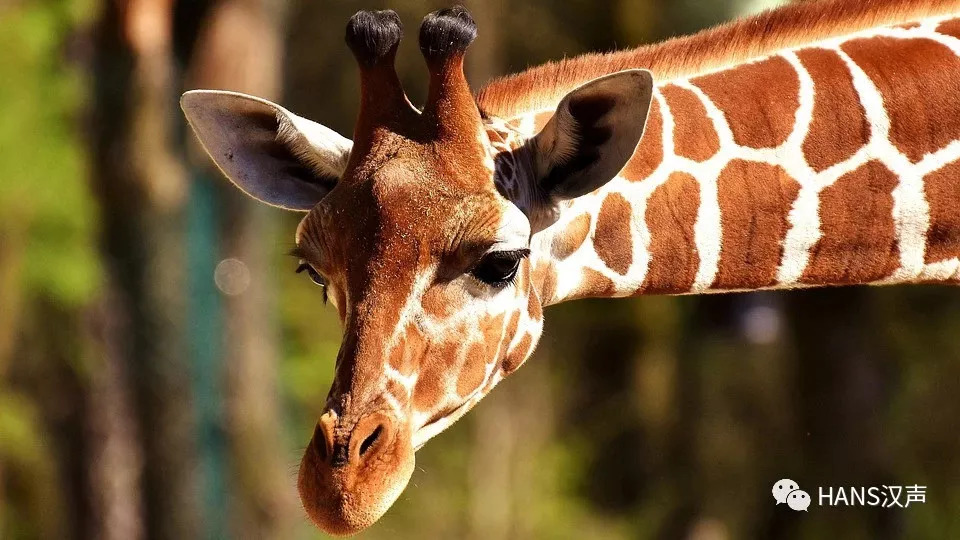 武汉发放100万张景点门票,武汉30万张门票免费预约