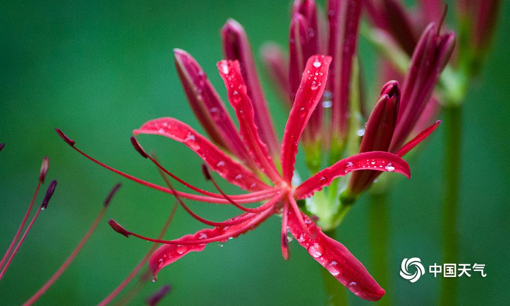 重庆主城哪里可以看曼珠沙华 (雨中的曼珠沙华)