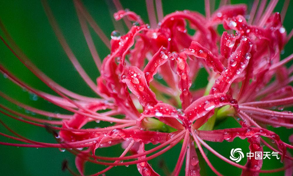 重庆主城哪里可以看曼珠沙华 (雨中的曼珠沙华)