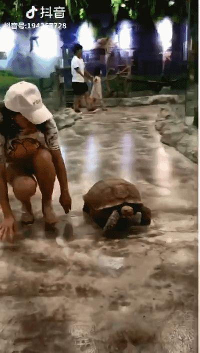 重庆小熊猫互动的动物园,重庆动物园有小熊猫