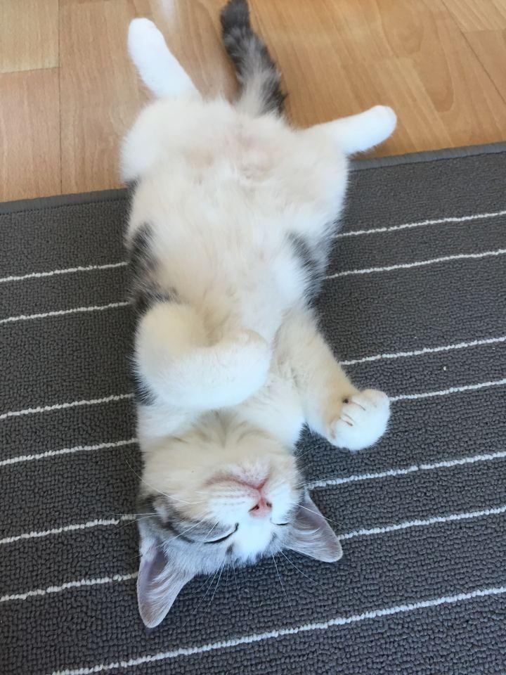 什么样的猫叫做起司猫,金渐层和起司猫是一个品种吗