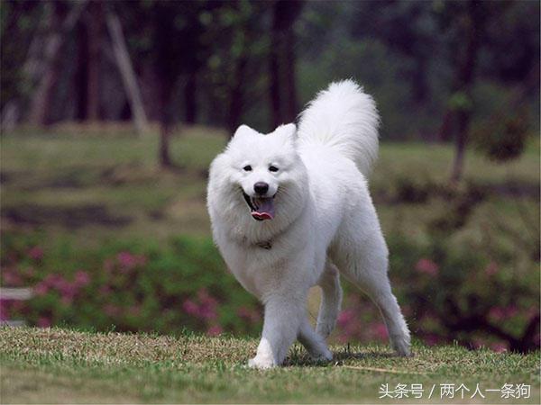 微笑天使萨摩耶图片,萨摩耶是怎么微笑的呢