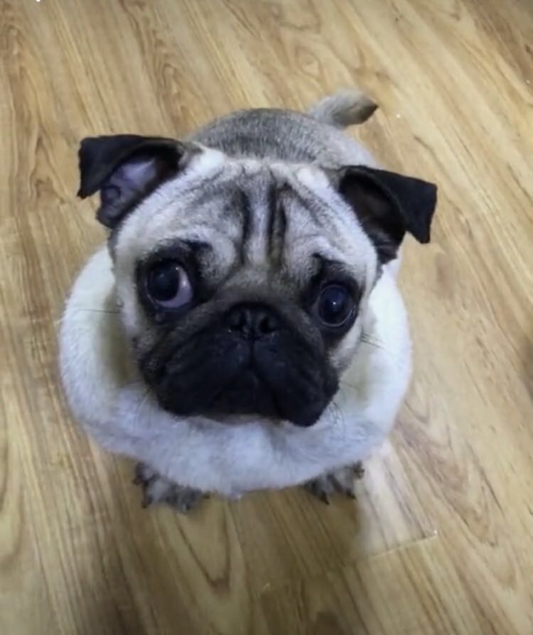 千万别给狗狗吃十种食物,千万别给狗狗吃五种食物