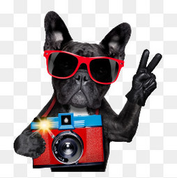 不知道买什么狗粮好,买个好的狗粮咋这么难