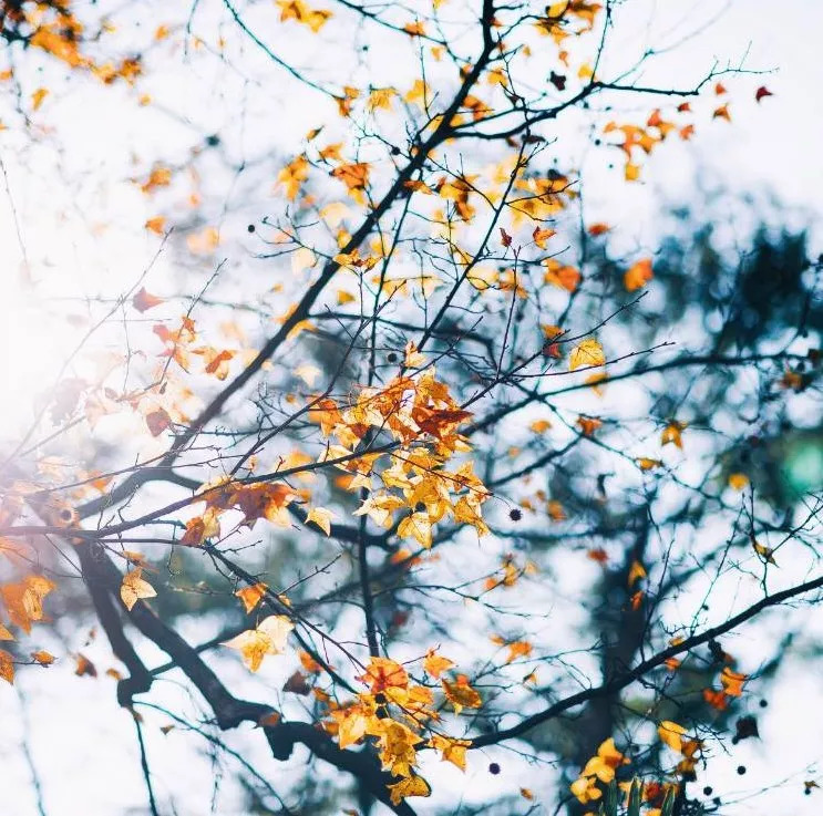 婺源10月,10-11月的婺源