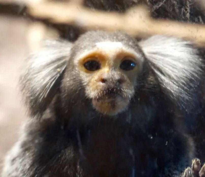 羊驼开门视频,羊驼出门迎接主人