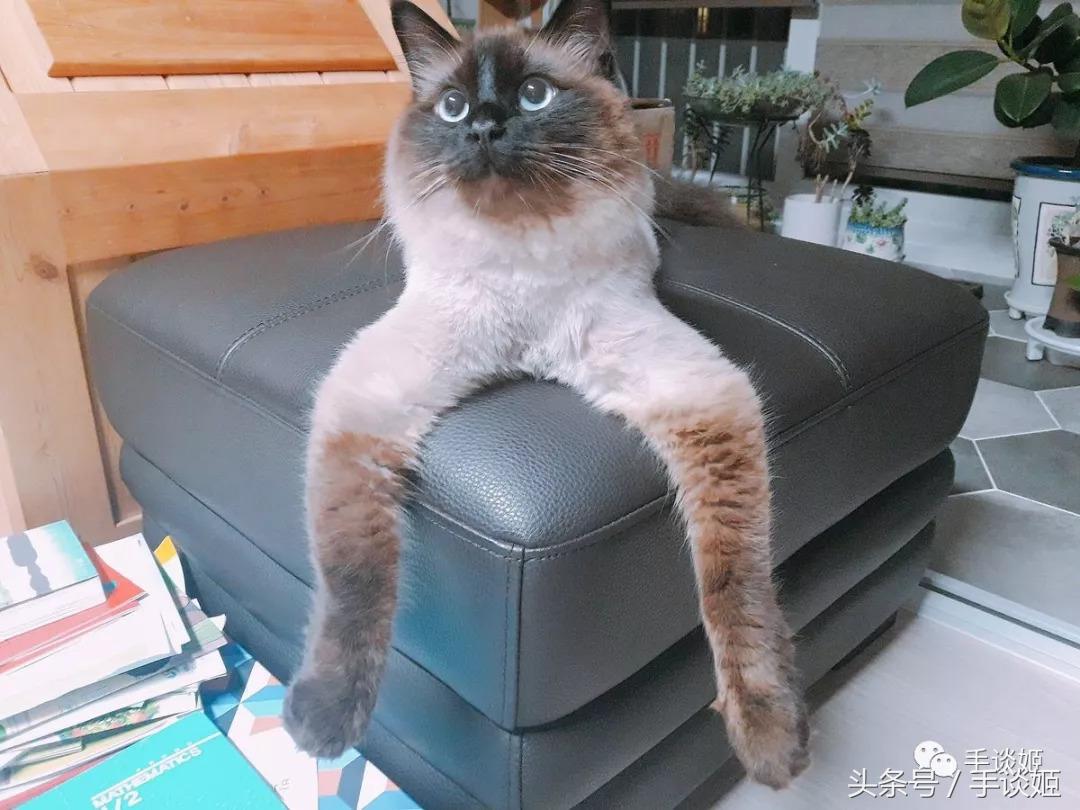 沙雕又可怕的手办,猫和老鼠沙雕瞬间手办神还原