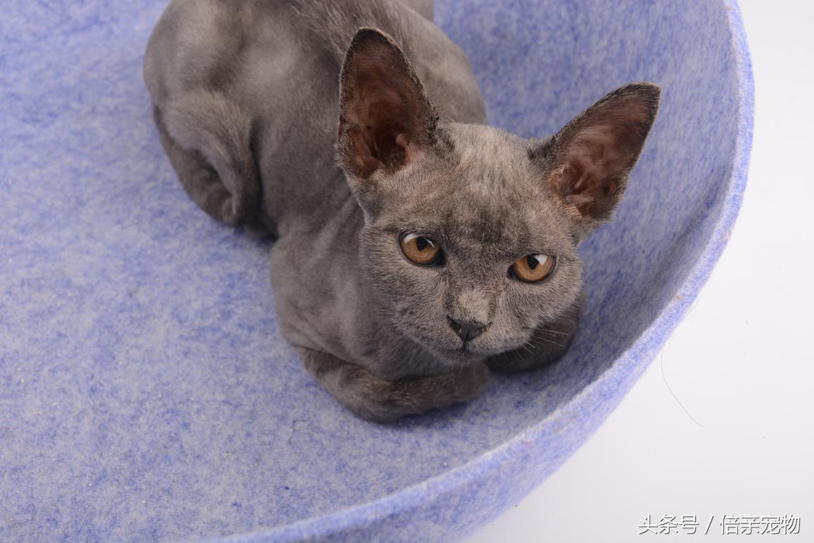 猫不会去猫砂盆上厕所怎么办,猫不在猫砂盆里上厕所有什么办法