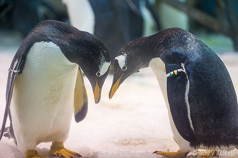 大连极地企鹅,南极企鹅求婚视频