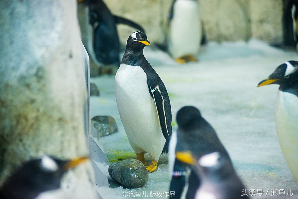 大连极地企鹅,南极企鹅求婚视频