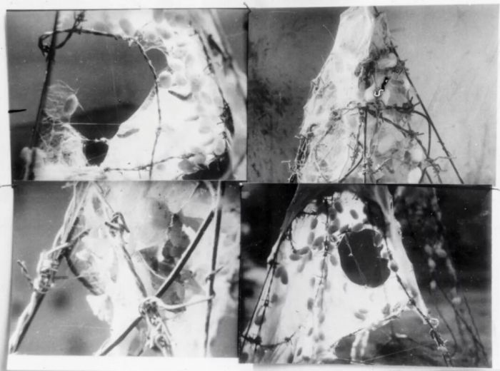 一个茧只有一根丝吗,一个茧是由一根丝组成的吗