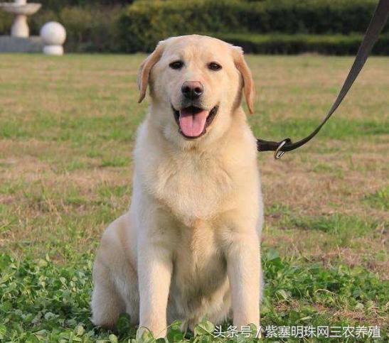 新手养拉布拉多入门必备攻略,拉布拉多养殖攻略