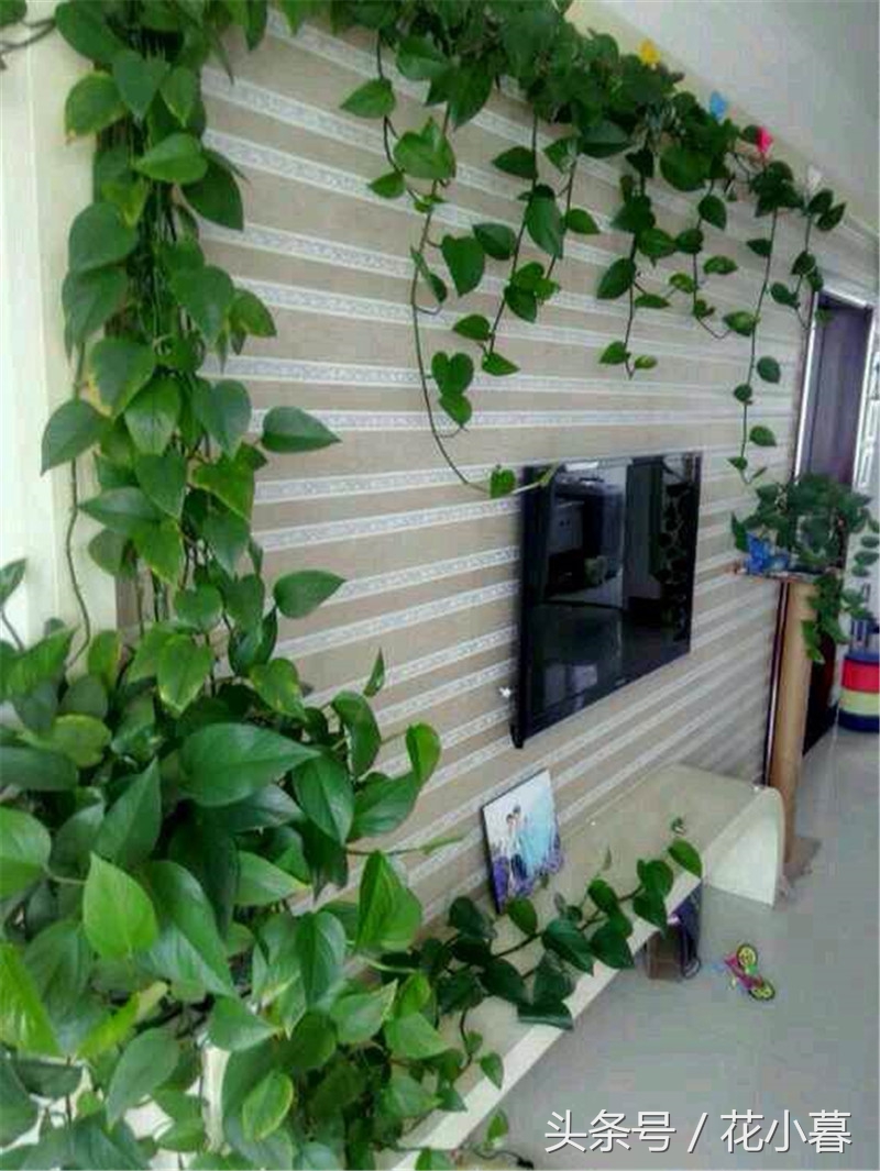 绿萝怎样爬墙长得快,绿萝可以直接爬墙吗