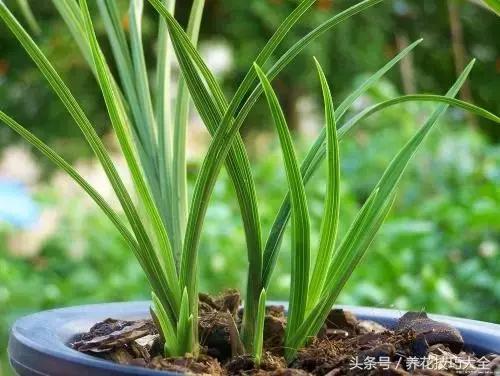 10月份哪些花可以翻盆,秋季换盆的花有哪些