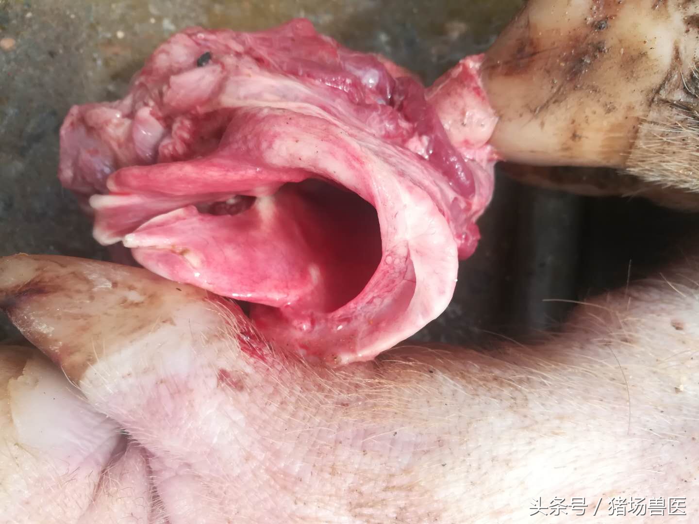 猪场如何辨别病猪,猪场猪病判断