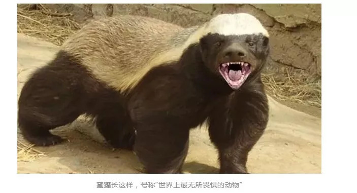 马云宣布退休全部视频,马云退休前放大招