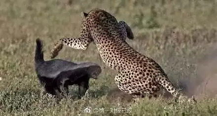 马云宣布退休全部视频,马云退休前放大招