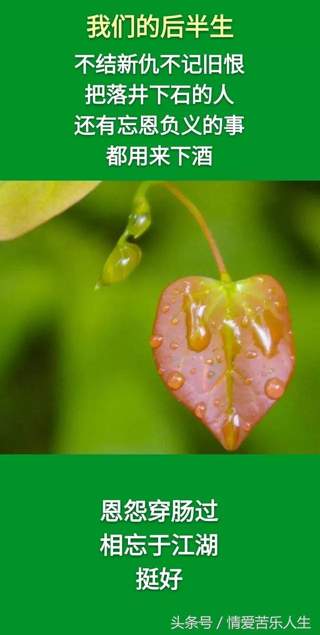 我们的后半生的美文,我们的后半生全集