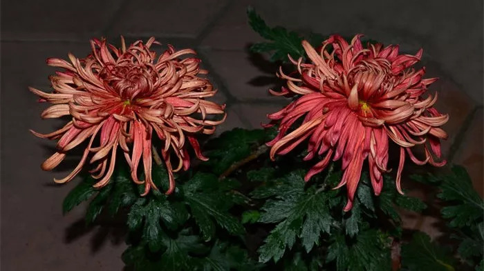 秋日赏菊30张菊花图美到心醉,美到令人心醉的菊花图片