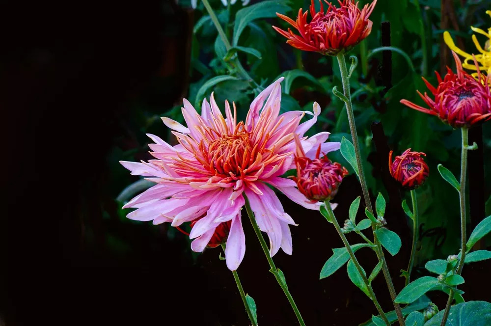 秋日赏菊30张菊花图美到心醉,美到令人心醉的菊花图片