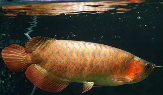 龙鱼怎么区分高背或过背,龙鱼英国大白片真假鉴别