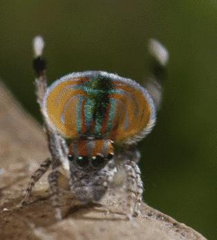 这是一只能进入你身体的“小蜘蛛”，要上演惊悚大片？！