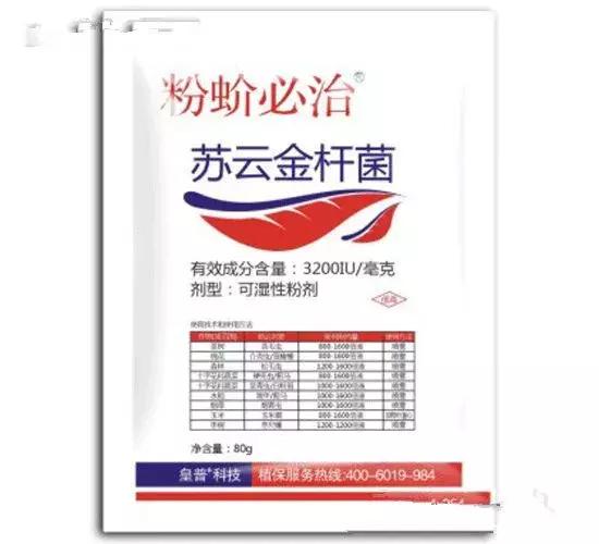 凉风至白露降寒蝉鸣下一句,夏天多肉小白虫消灭方法