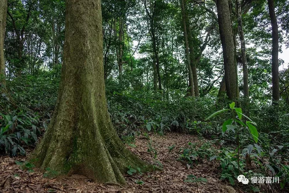 富川山清水秀,富川有树林的地方
