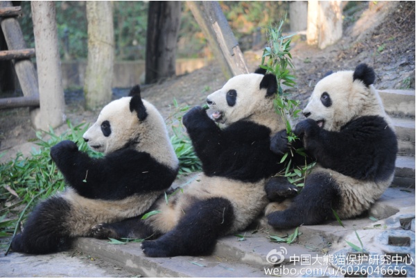 你见过熊猫的视频,限量版的熊猫金币