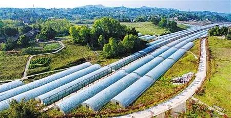 10种常见温室大棚的优缺点分析,助你选出最适合的