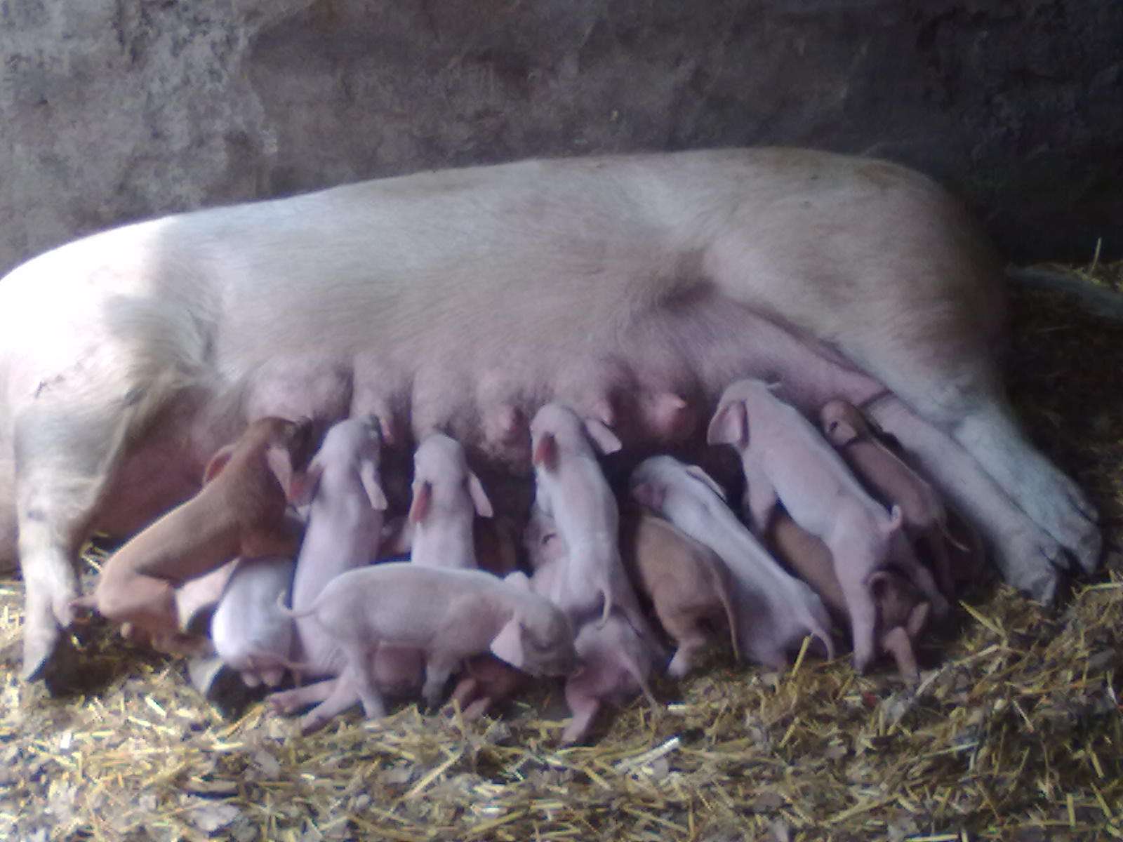 配种舍饲养管理操作规程，附保健计划！