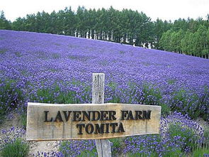 休闲农业经营思路,如何经营现代农业园区