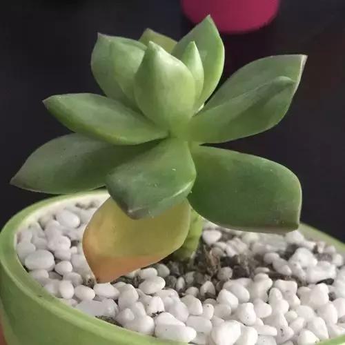 多肉叶片变干了怎么办,多肉叶片干了怎么办