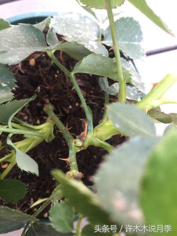 网购月季花黄叶怎么办,网购的月季小苗怎么处理