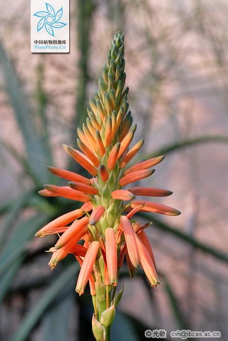 月季香槟玫瑰,月季玫瑰蔷薇你分得清吗