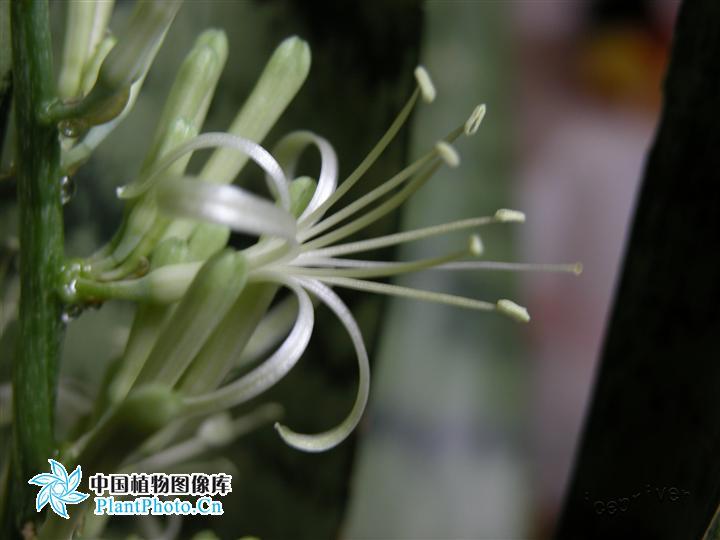 月季香槟玫瑰,月季玫瑰蔷薇你分得清吗