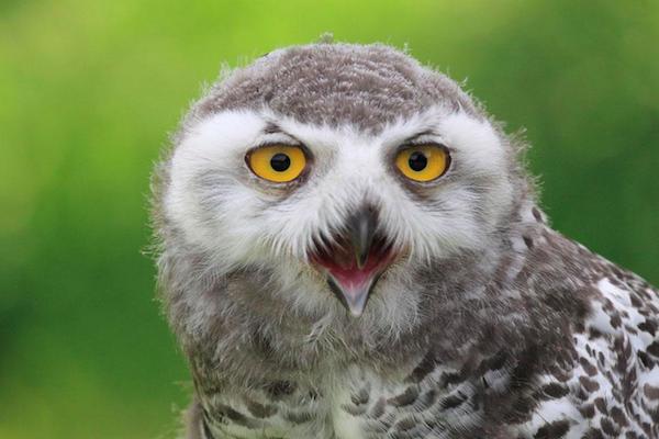 夜猫子来家有什么说法,夜猫子进宅咋回事