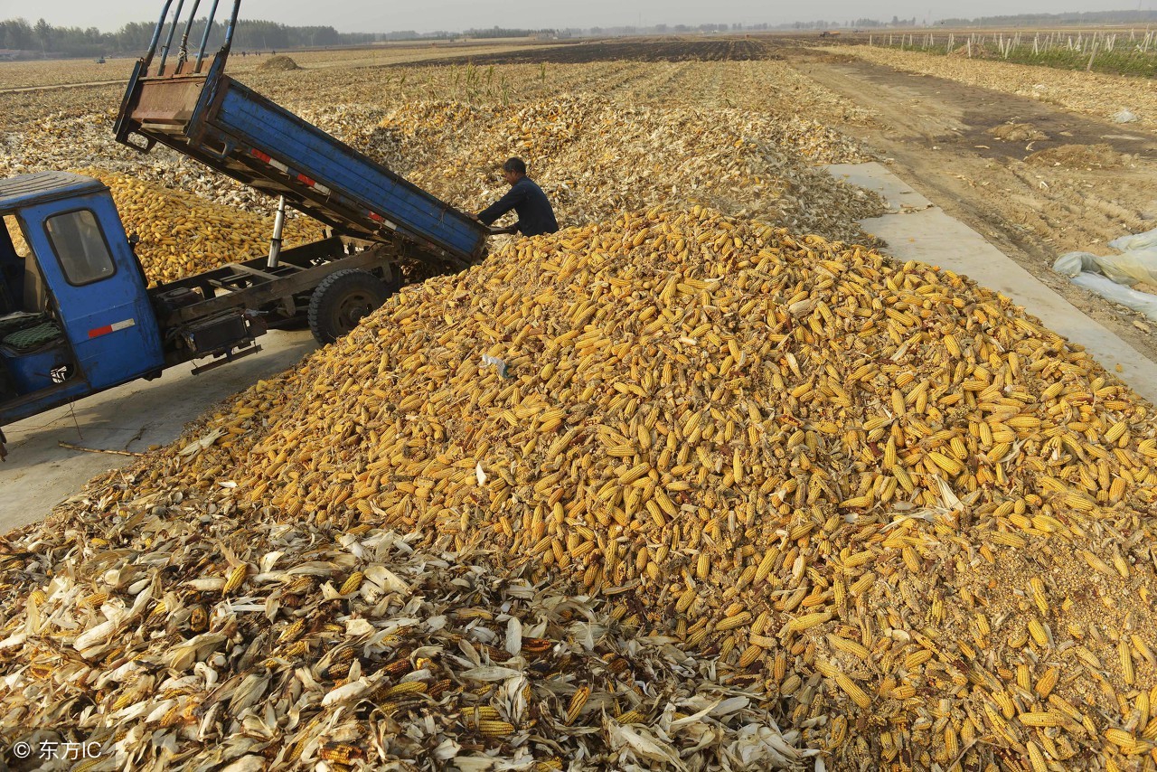 玉米收获后下雨怎么保存,玉米收获季为什么会发霉