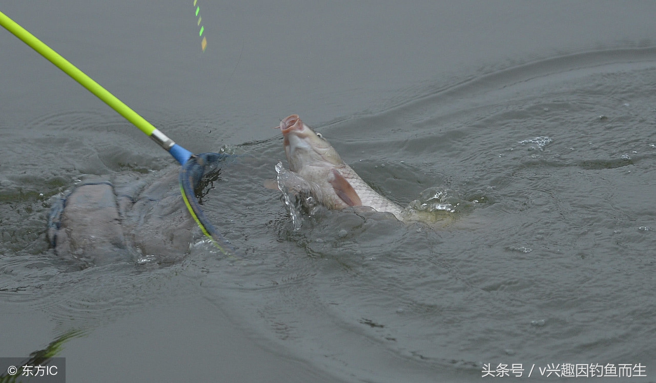 钓到大鱼不想爆竿怎么办,钓到大鱼钓不上来怎么办