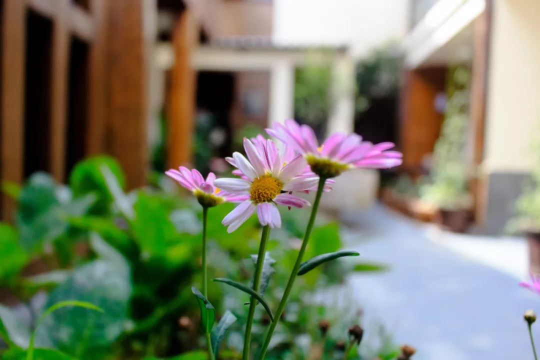 离开故里赴香港30载，玉龙雪山依然屹立为她守候丨丽江·久木居舍