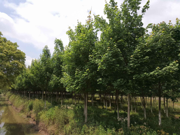 浙江长兴苗木展会,2020中国长兴苗木大会