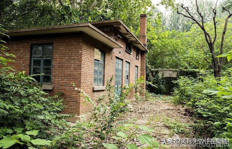 济南一颗梧桐树,济南的法国梧桐