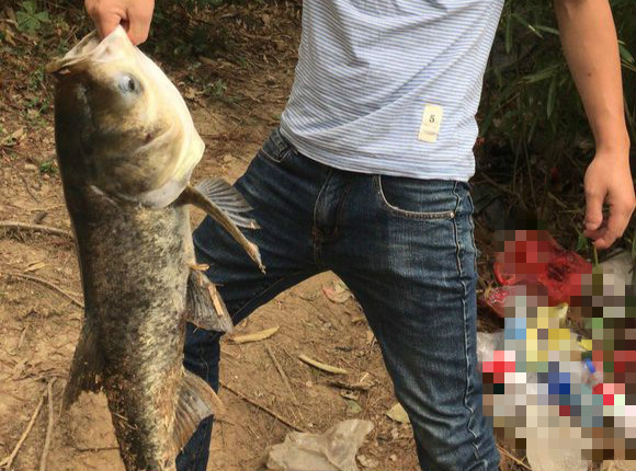 真的能正口钓上鲢鱼？每次钓的鲢鱼都是挂上来的，是我不会钓吗？