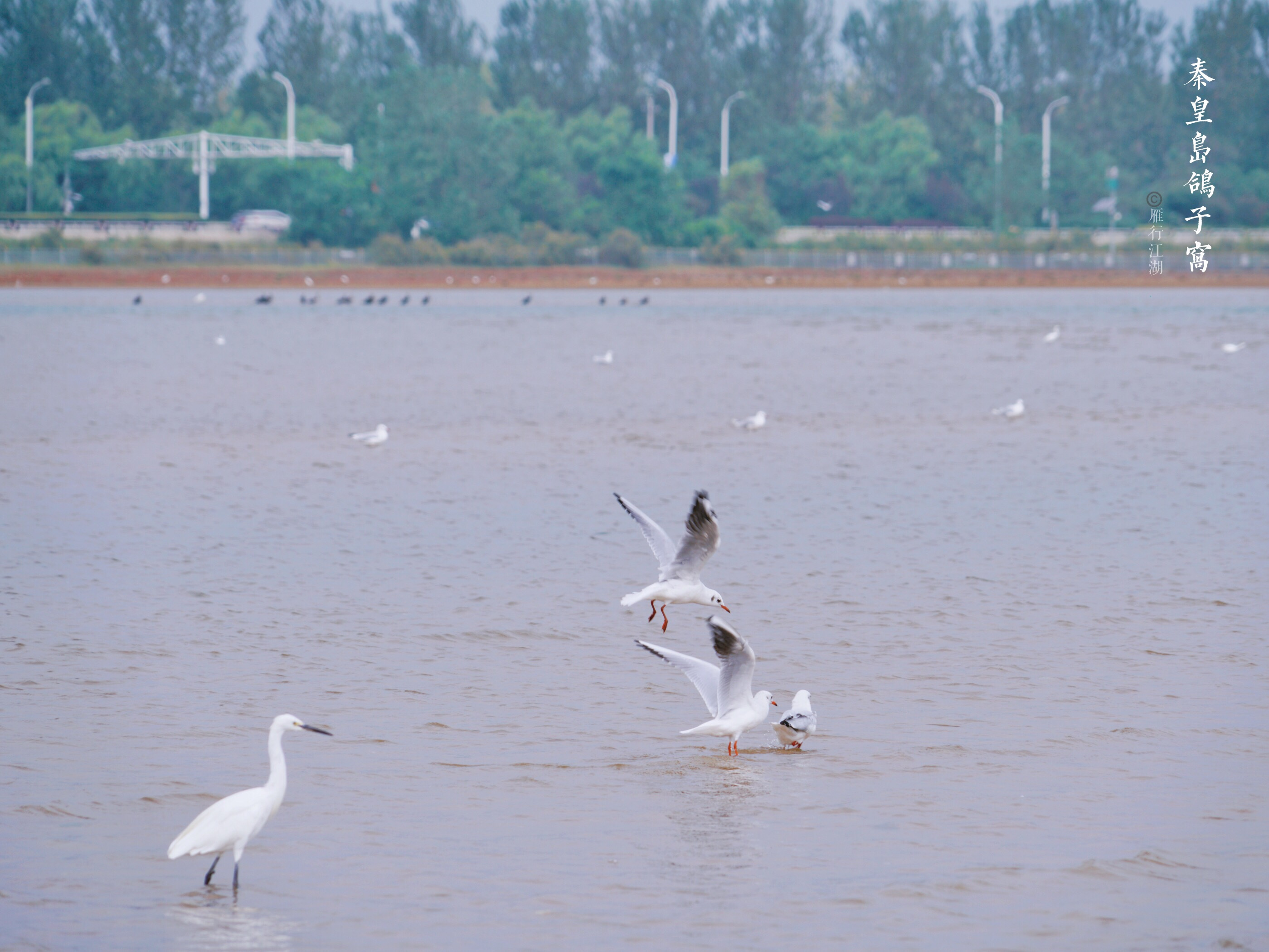 秦皇岛最佳观日出地点,秦皇岛市区日出最佳观赏地