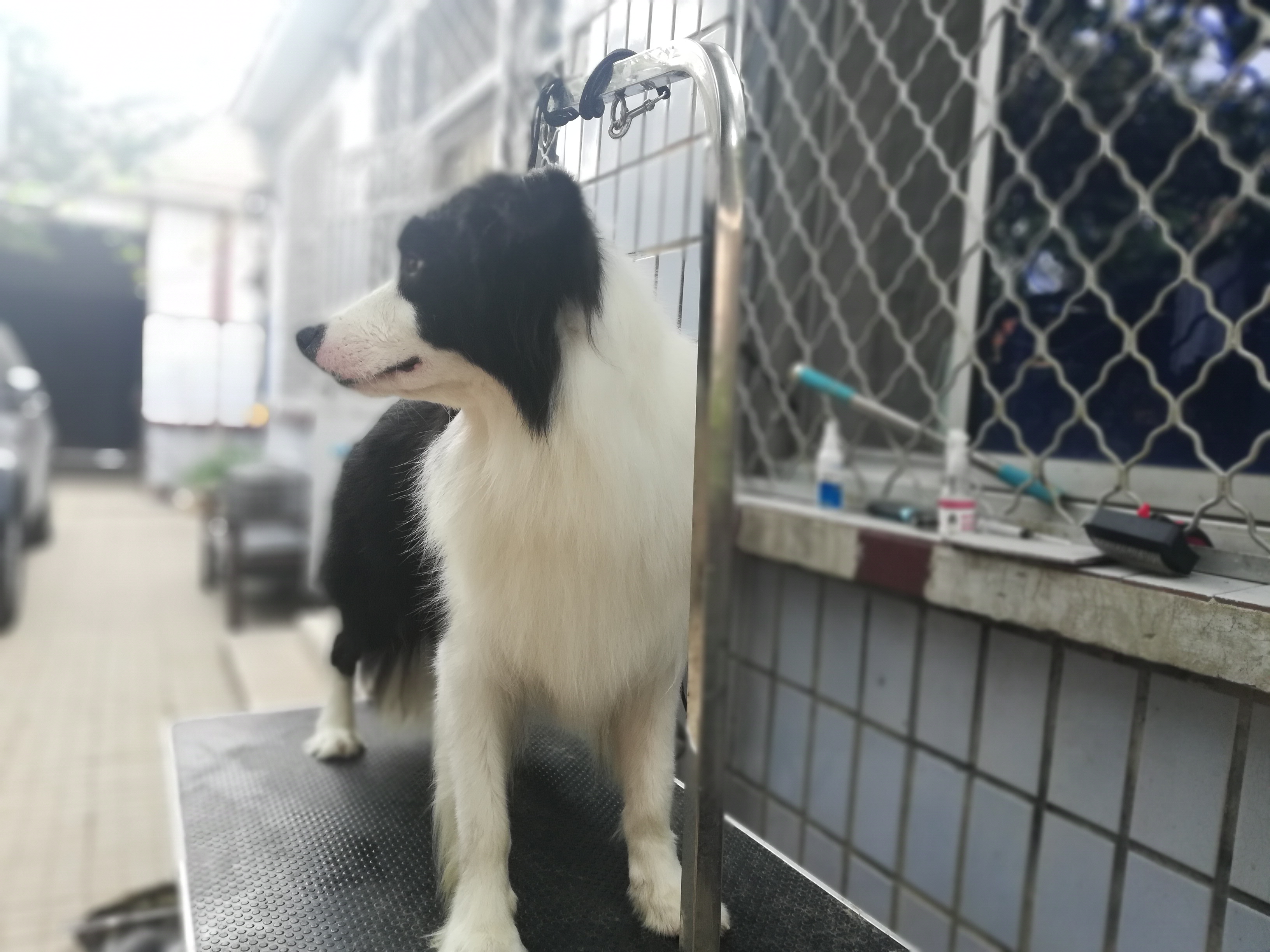 马犬幼犬价格边境牧羊犬,黄白黑花边境牧羊犬幼犬