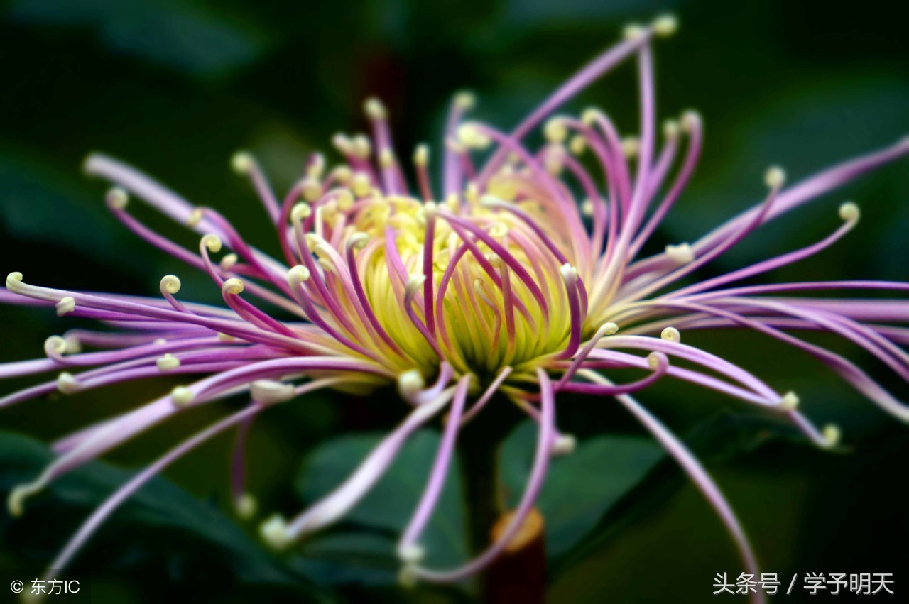 大语文趣味历史,大语文学习