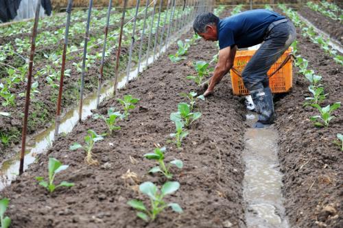 蔬菜幼苗枯萎了怎么救活,蔬菜苗移植蔫了怎么恢复