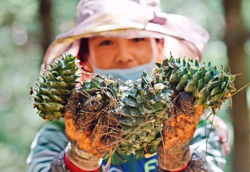 敦化寒葱岭红叶谷风景,吉林红叶最新视频