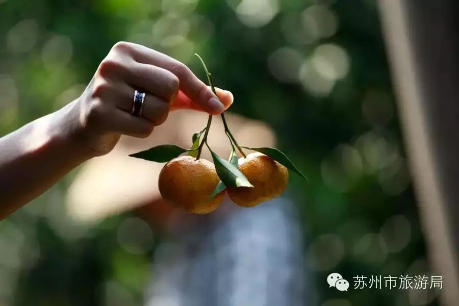 东山橘子采摘节怎么样,苏州东山橘子采摘攻略