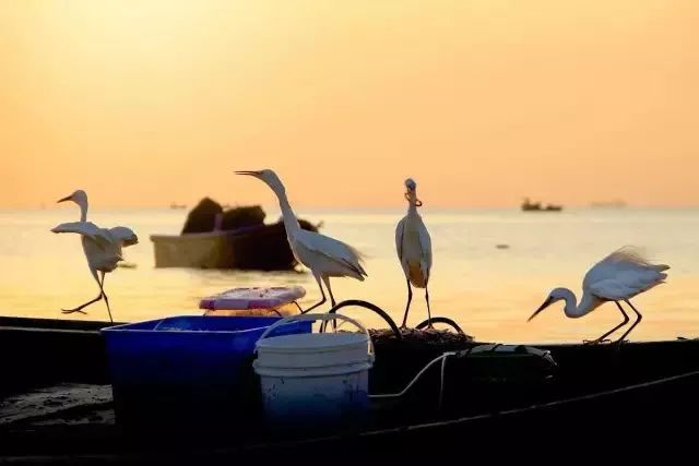 厦门10个最值得去的景点,厦门这几个景点是游客心中的圣地